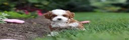 Cavapoo dogs for sale: Brody - Ad 5