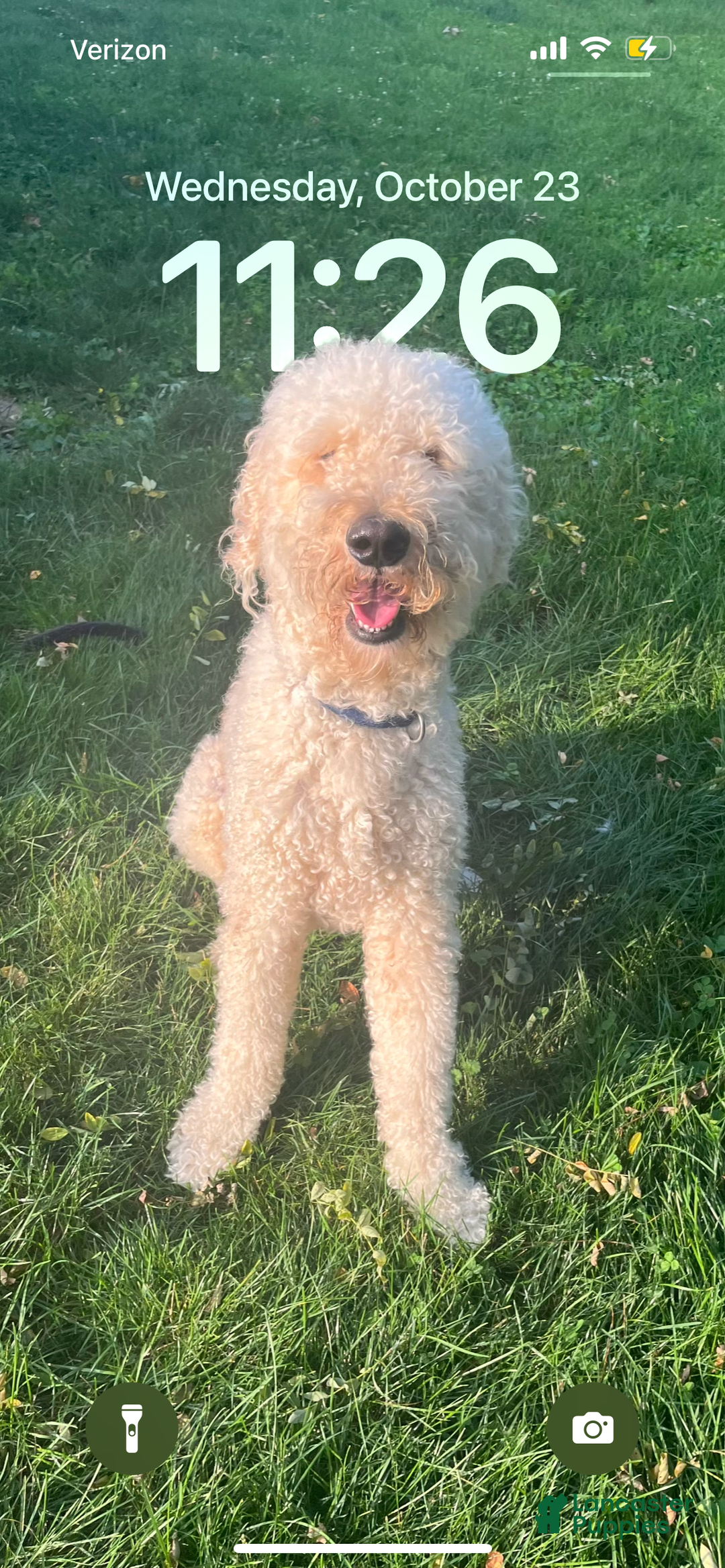 Goldendoodle dogs for sale: Goldendoodle Puppy 1 - Ad 11