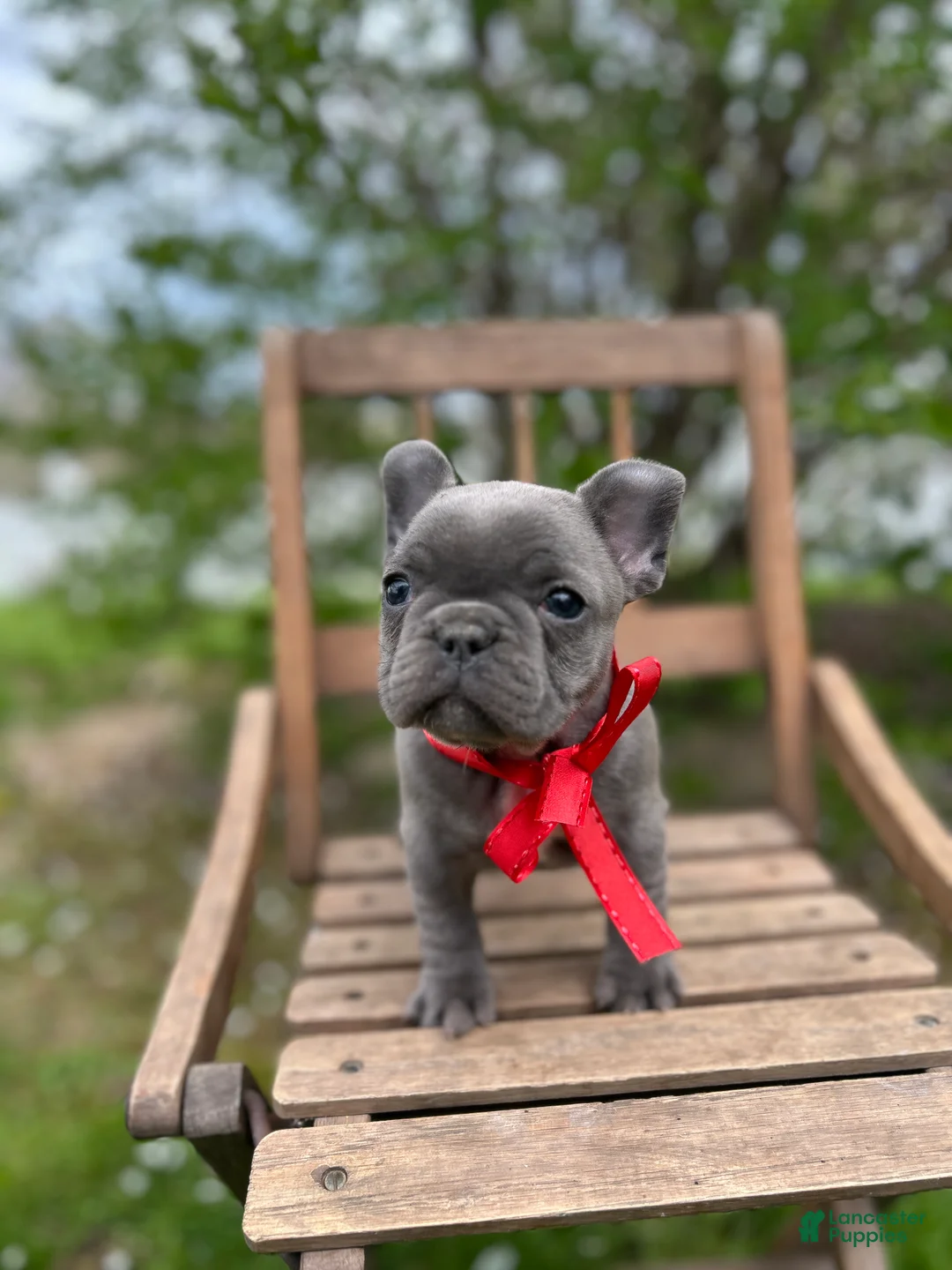 French Bulldog dogs for sale: French Bulldog Puppy 2 - Ad 2