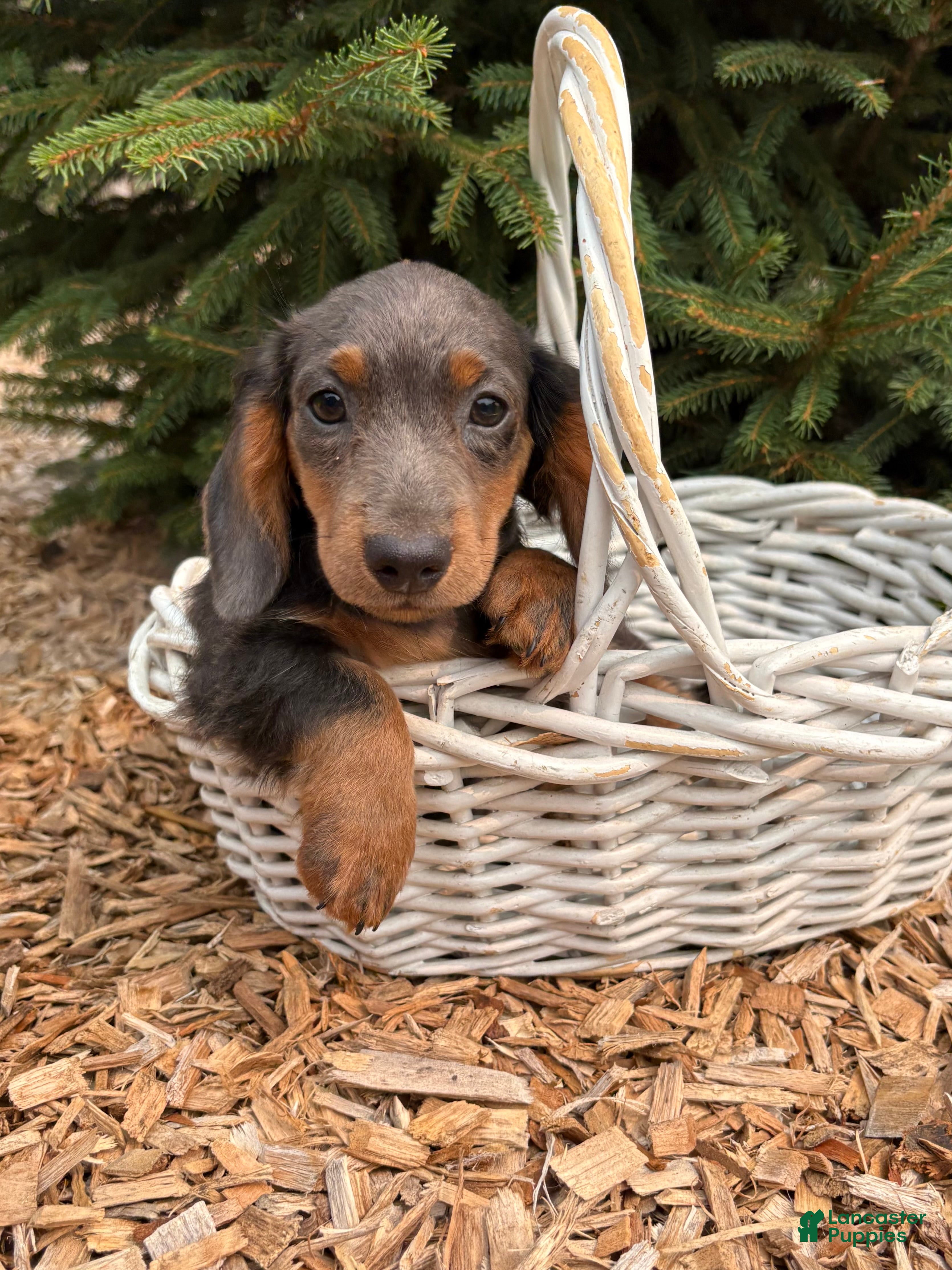 Miniature Dachshund dogs Opal - Ad 2