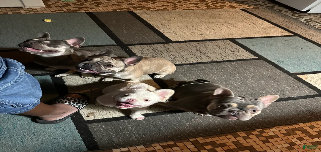 Gallery Image {{count}}