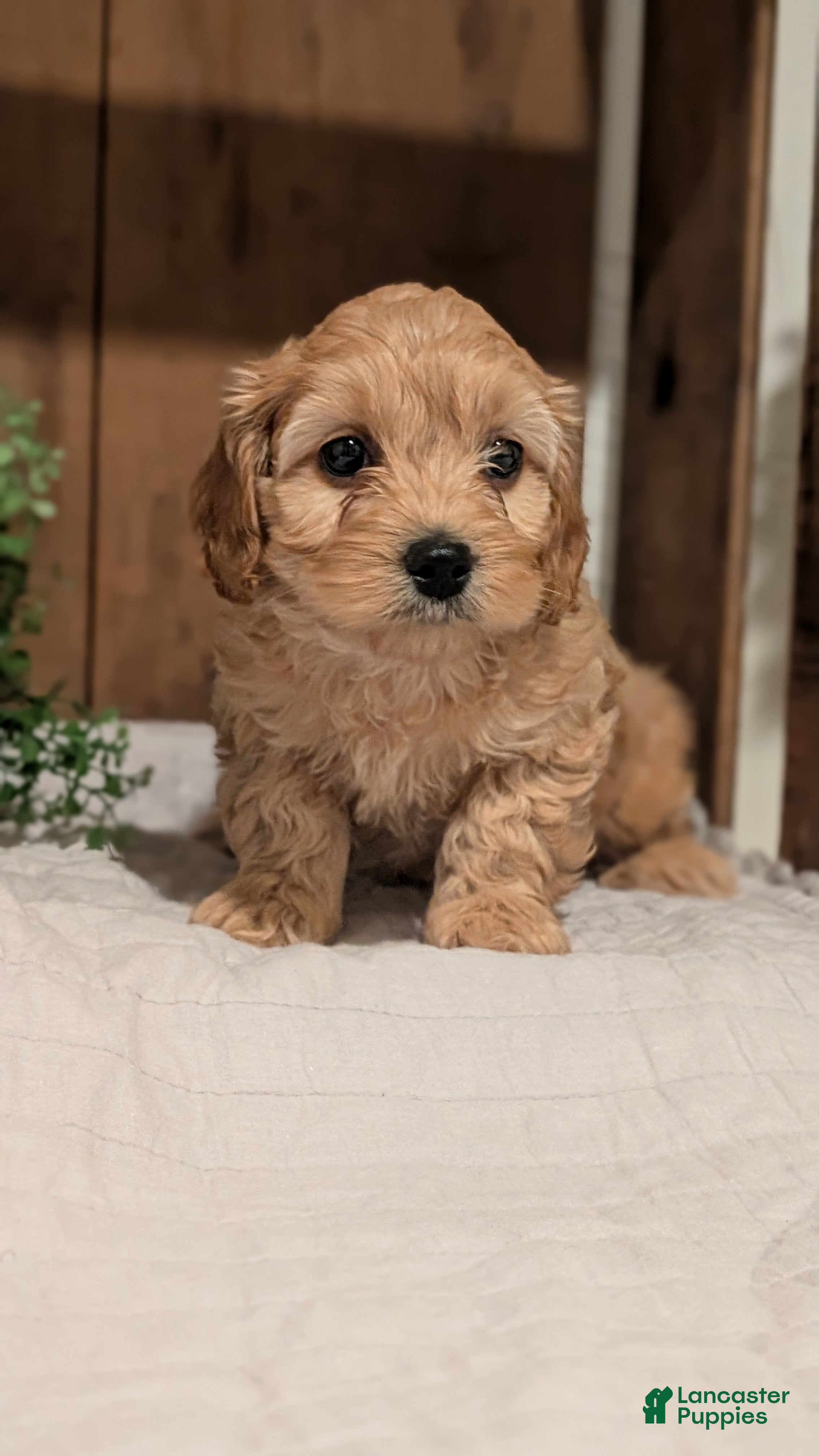 Cockapoo dogs Echo - Ad 2