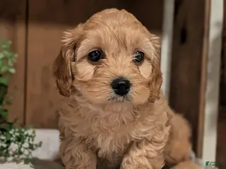 Cockapoo dogs Echo - Ad 2