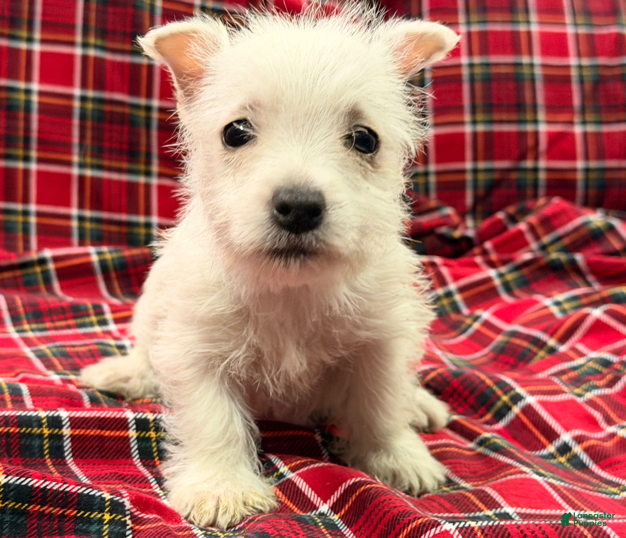 West Highland Terrier dogs Karson  - Ad 2