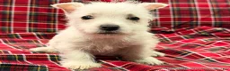 West Highland Terrier dogs for sale: Karson  - Ad 2