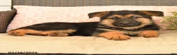German Shepherd dogs for sale: Scarlet - Ad 4