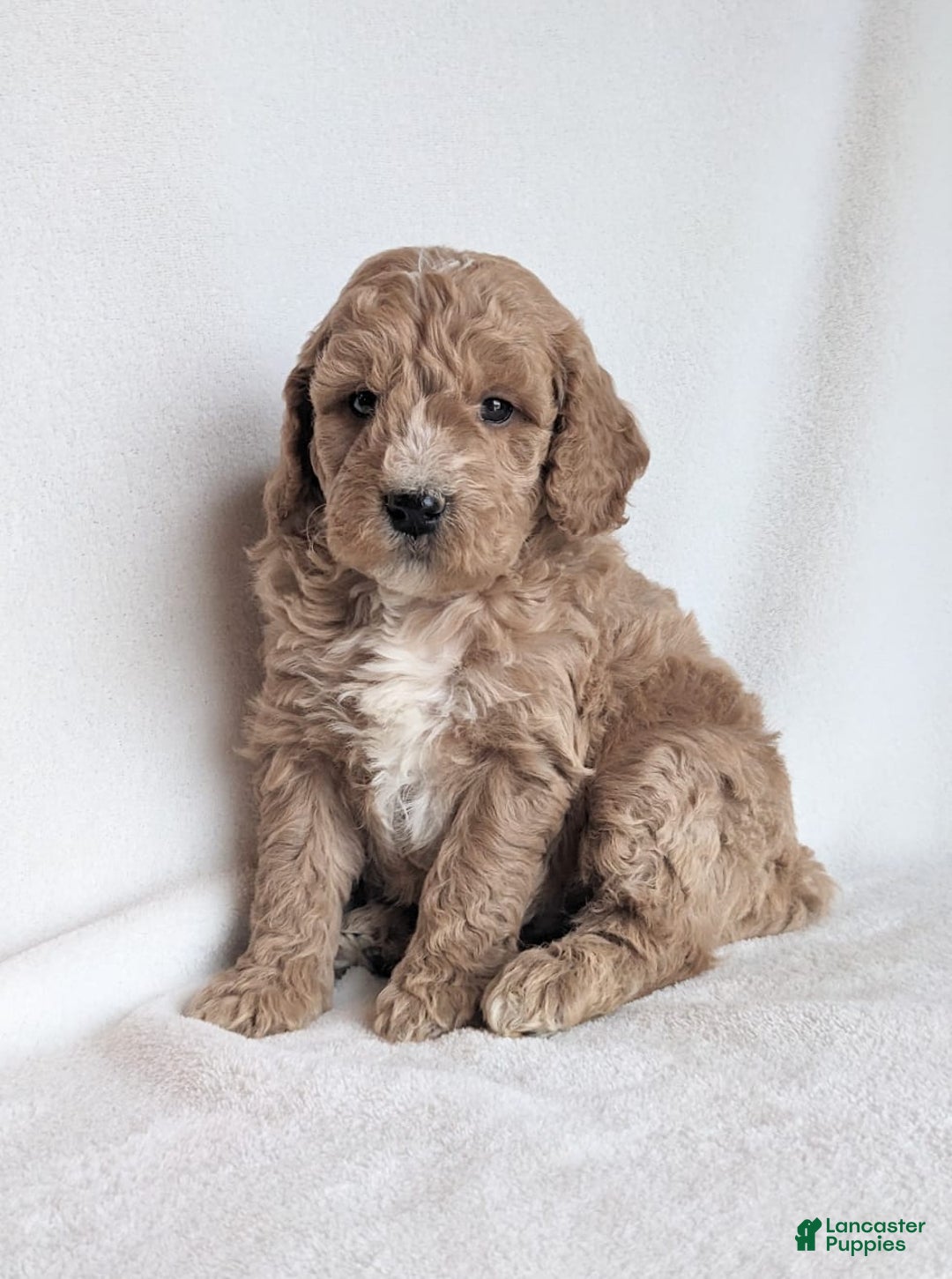 Mini Goldendoodle dogs for sale: Della F1B - Ad 2