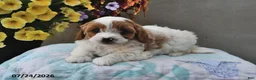 Cavapoo dogs for sale: Dakota - Ad 2