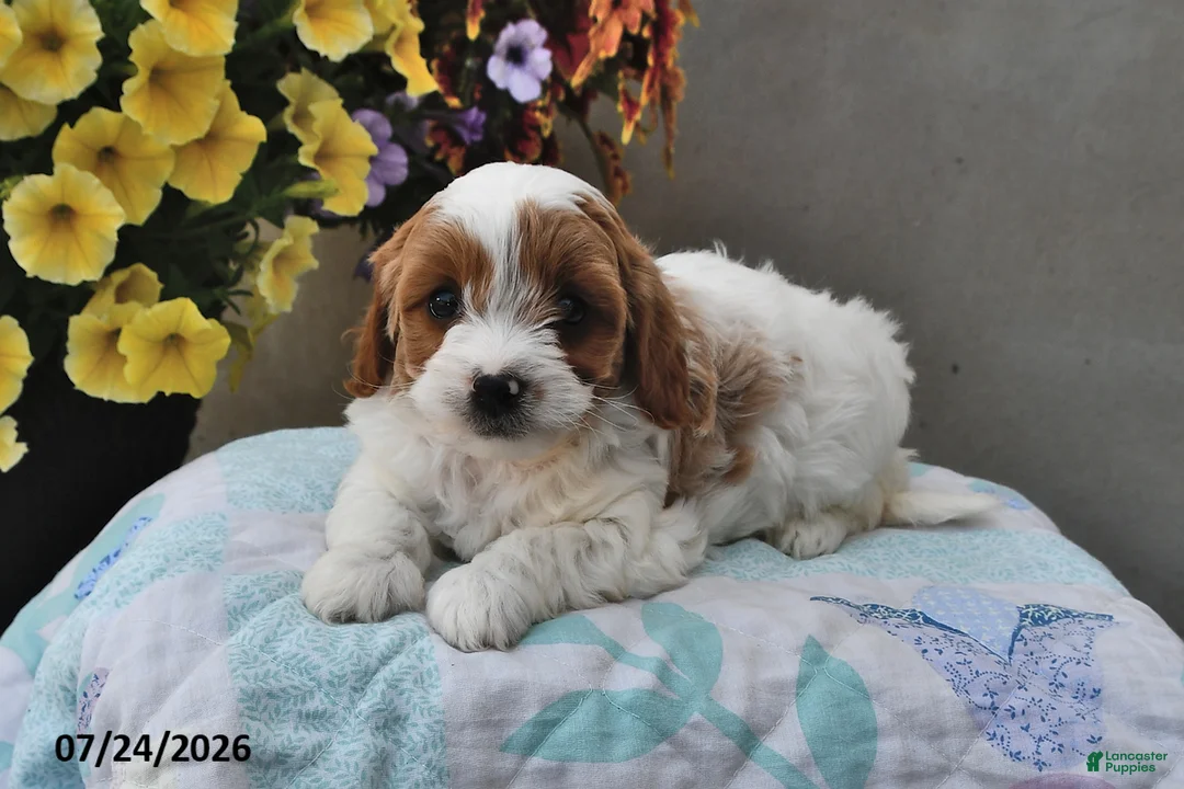 Cavapoo dogs for sale: Dakota - Ad 2