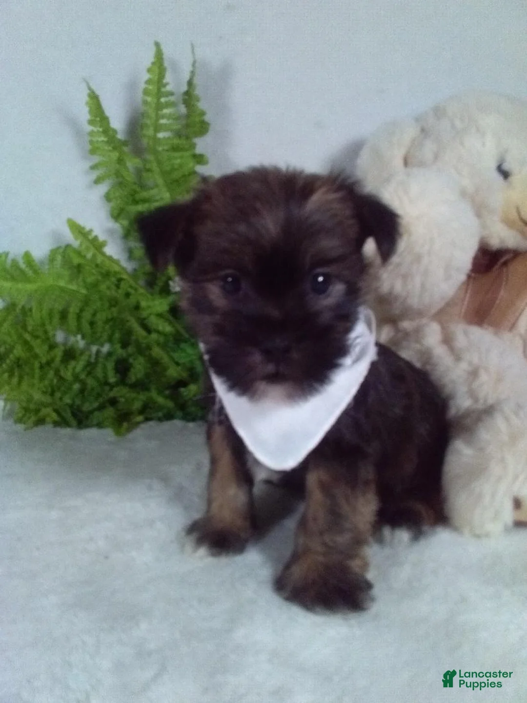 Shorkie dogs for sale: Bear - Ad 2