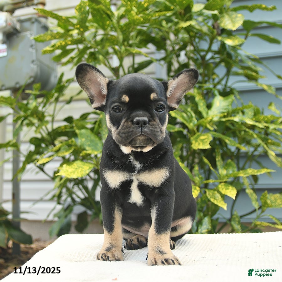 French Bulldog dogs Lucas  - Ad 22