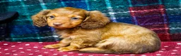 Miniature Dachshund dogs for sale: Adler - Ad 1