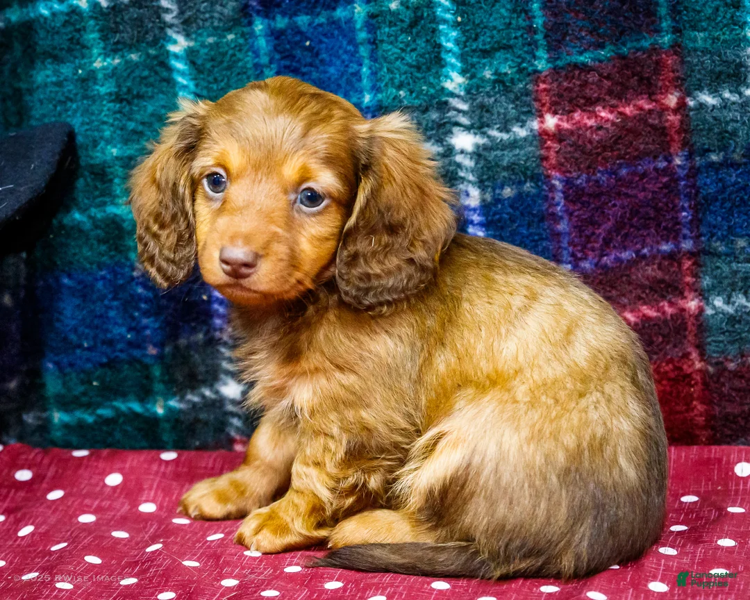 Miniature Dachshund dogs for sale: Adler - Ad 1