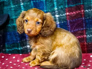Miniature Dachshund dogs Adler - Ad 18