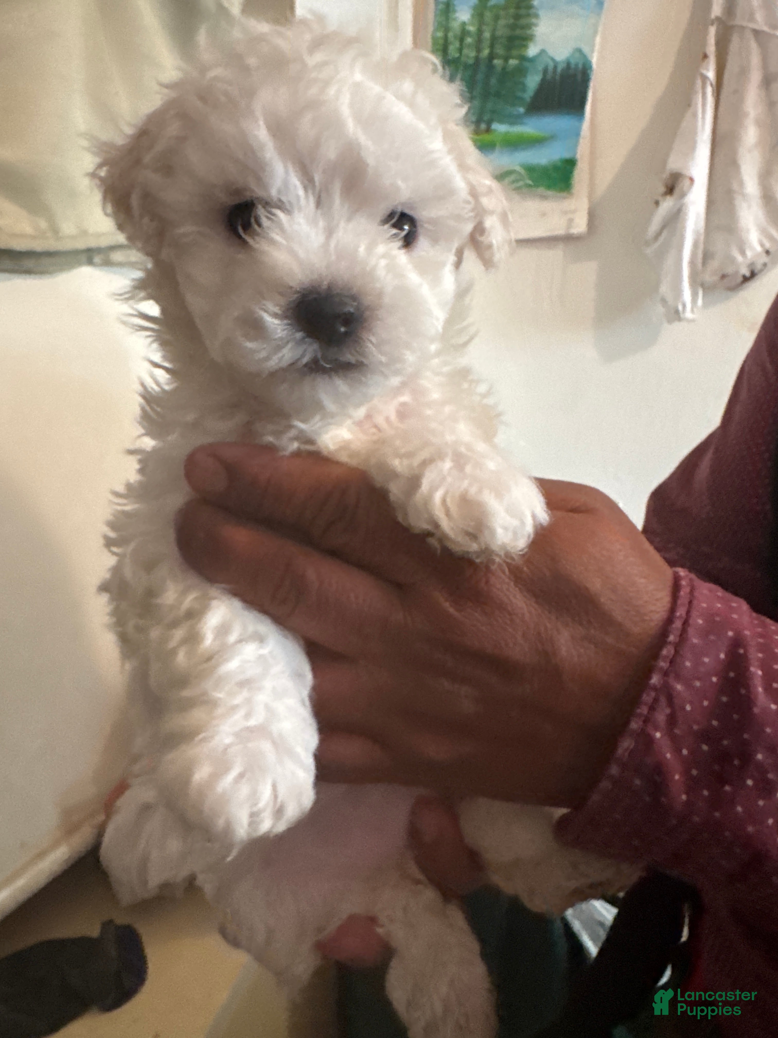 Bichon Frise dogs Bichon Frise Puppy 2 - Ad 1