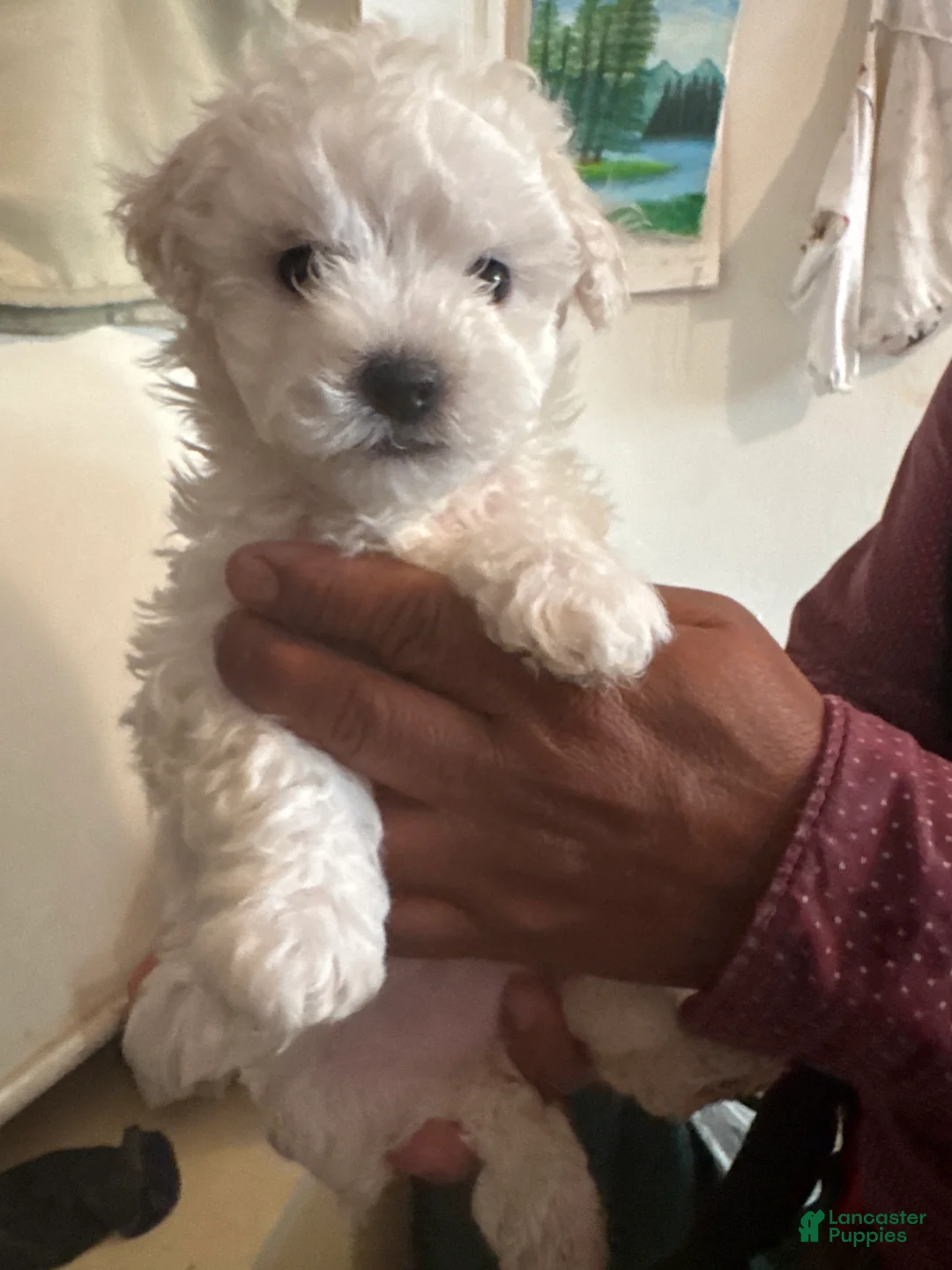 Bichon Frise dogs for sale: Bichon Frise Puppy 2 - Ad 1