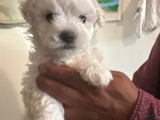 Bichon Frise dogs for sale: Bichon Frise Puppy 2 - Ad 3