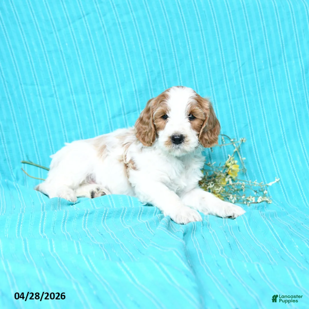 Goldendoodle dogs for sale: River - Ad 2