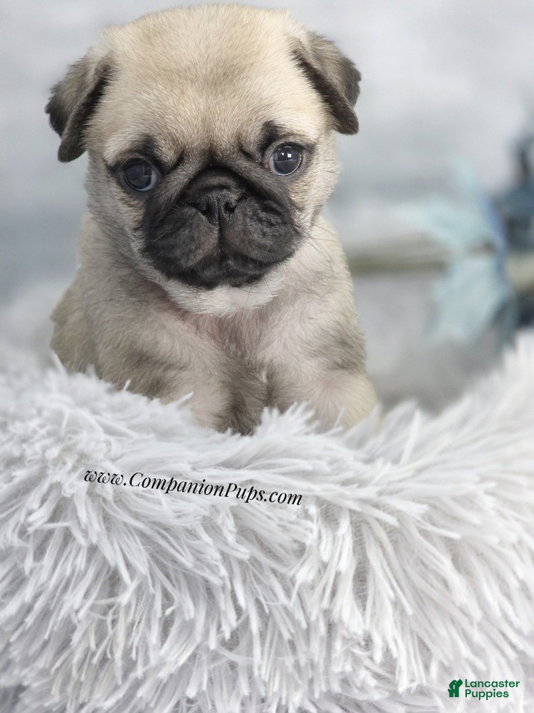 Pug dogs for sale: Green Collar - Fawn Male Pug Puppy - Ad 8