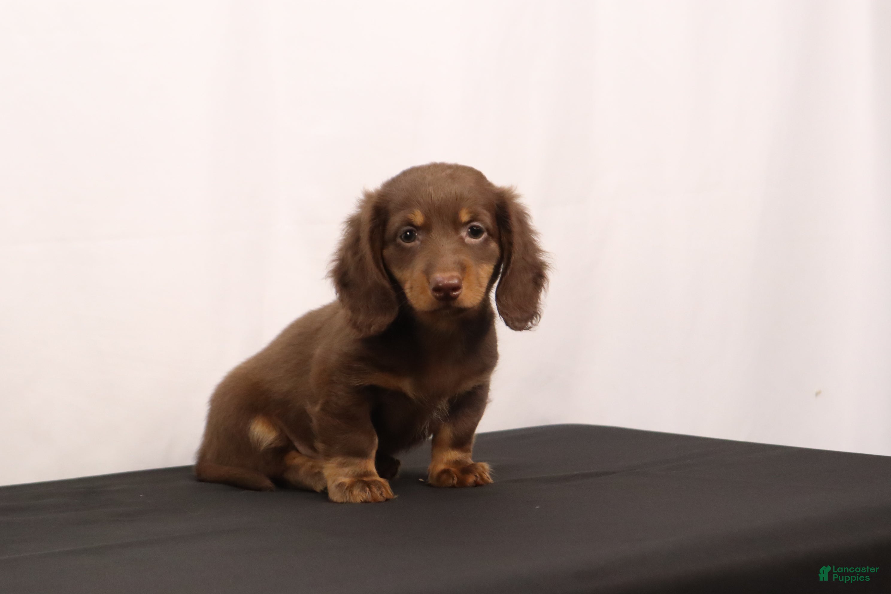 Dachshund dogs Ginger - Ad 2