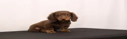 Dachshund dogs for sale: Ginger - Ad 2