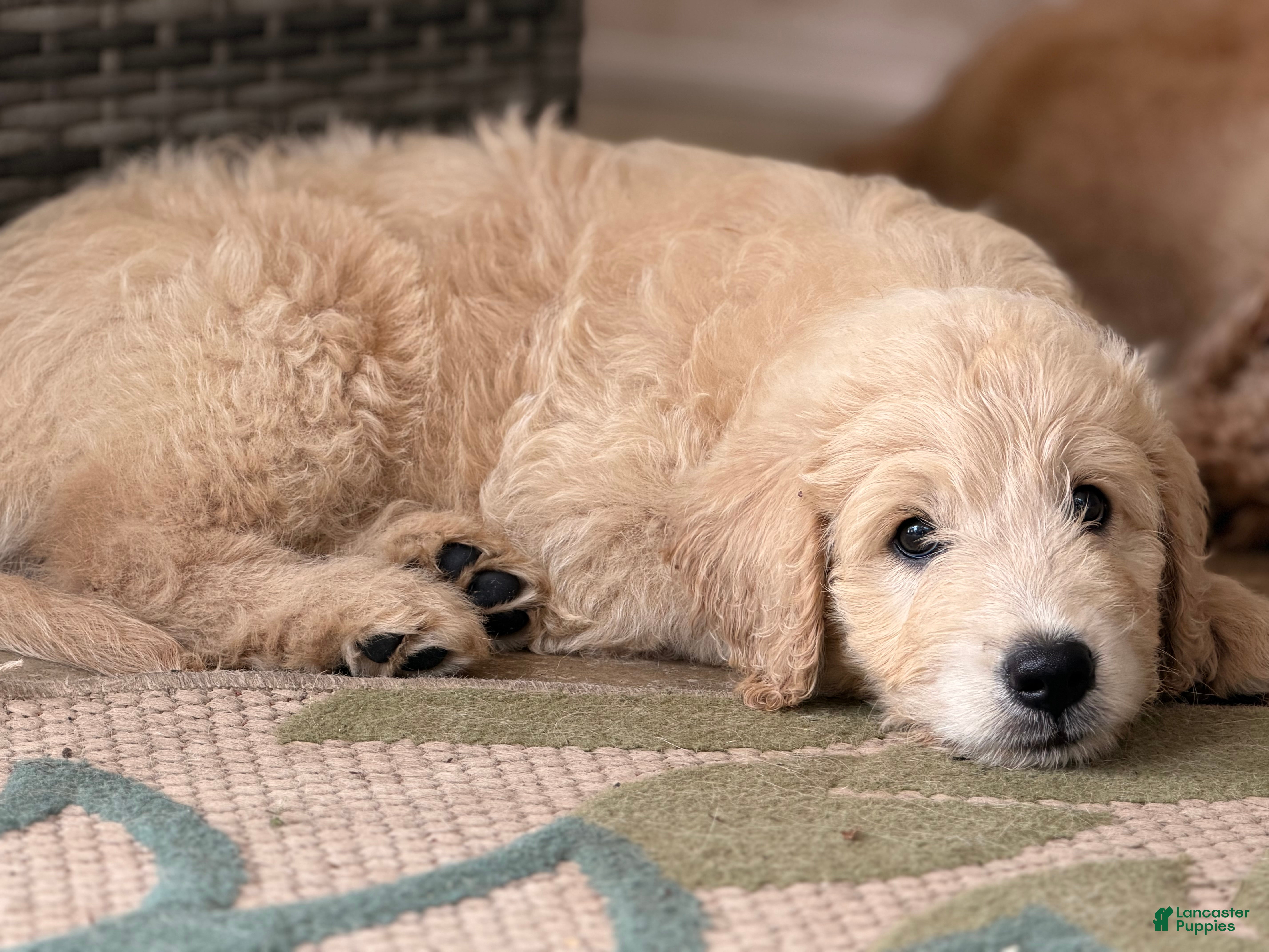Mini Goldendoodle dogs Male- WINSTON  - Ad 8