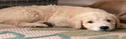 Mini Goldendoodle dogs for sale: Male- WINSTON  - Ad 1