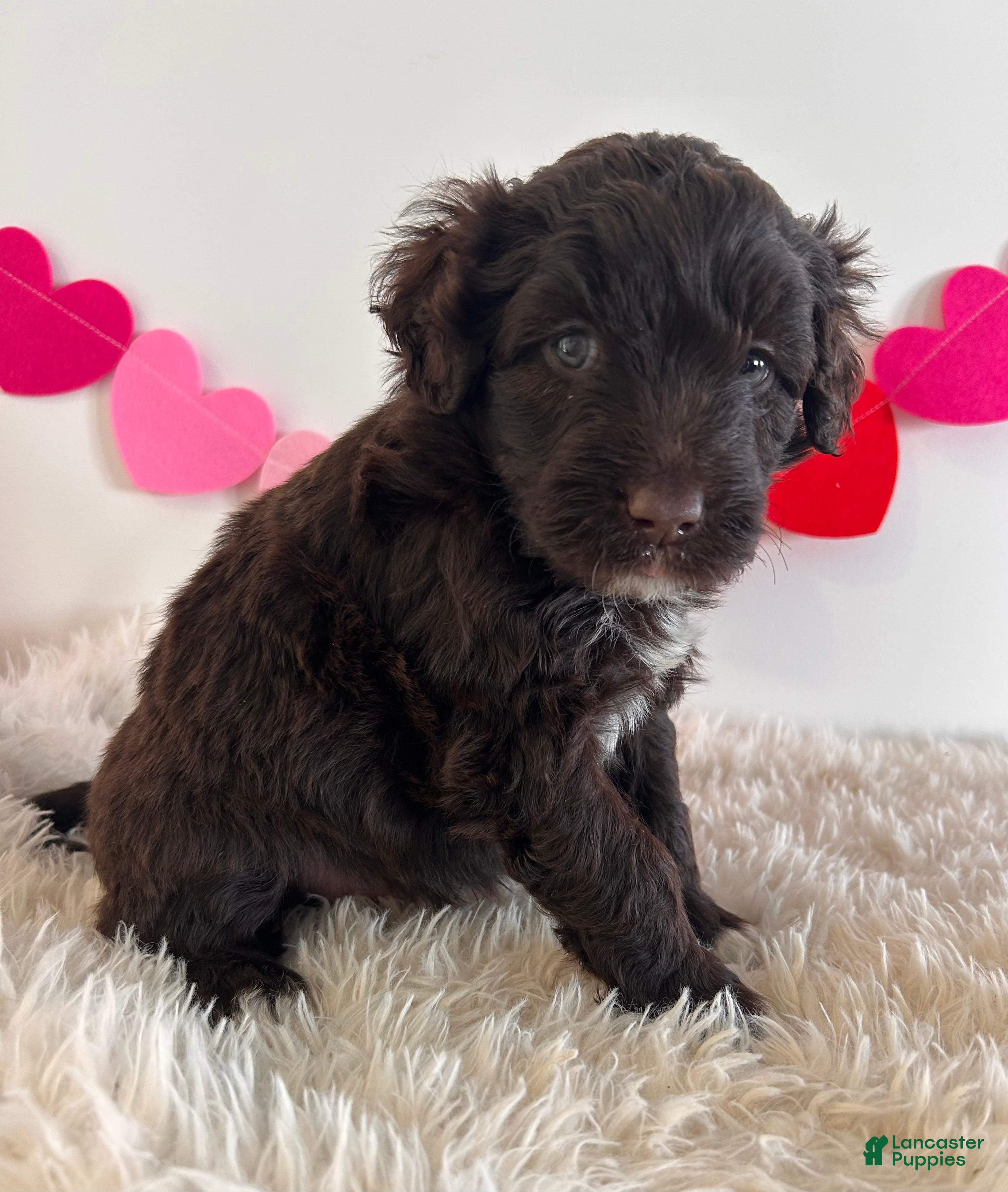 Portuguese Water Dog dogs Valentine - Ad 32