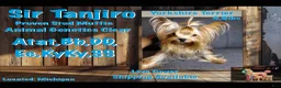 Yorkshire Terrier dogs for stud: Tanjiro  - Ad 1