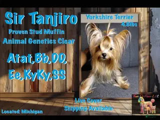 Yorkshire Terrier dogs Tanjiro - Ad 1