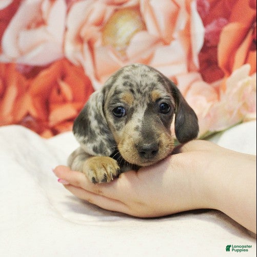 Miniature Dachshund dogs Cashmere - Ad 2