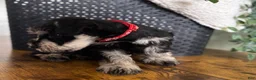 Miniature Schnauzer dogs for sale: Jack - Ad 11