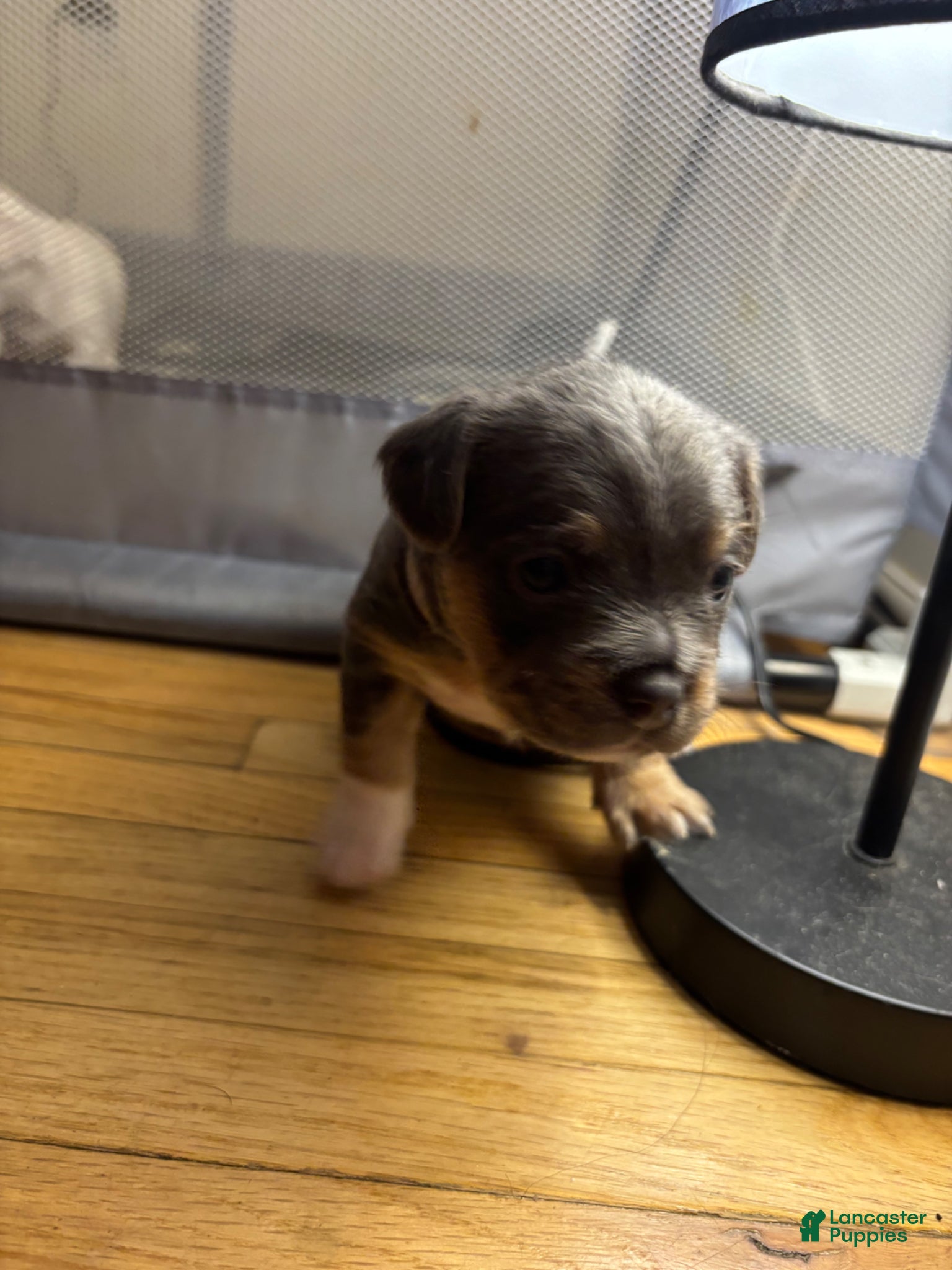 Mixed Breed dogs Charm - Ad 36