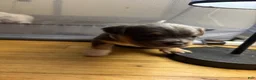 Mixed Breed dogs for sale: Charm - Ad 1