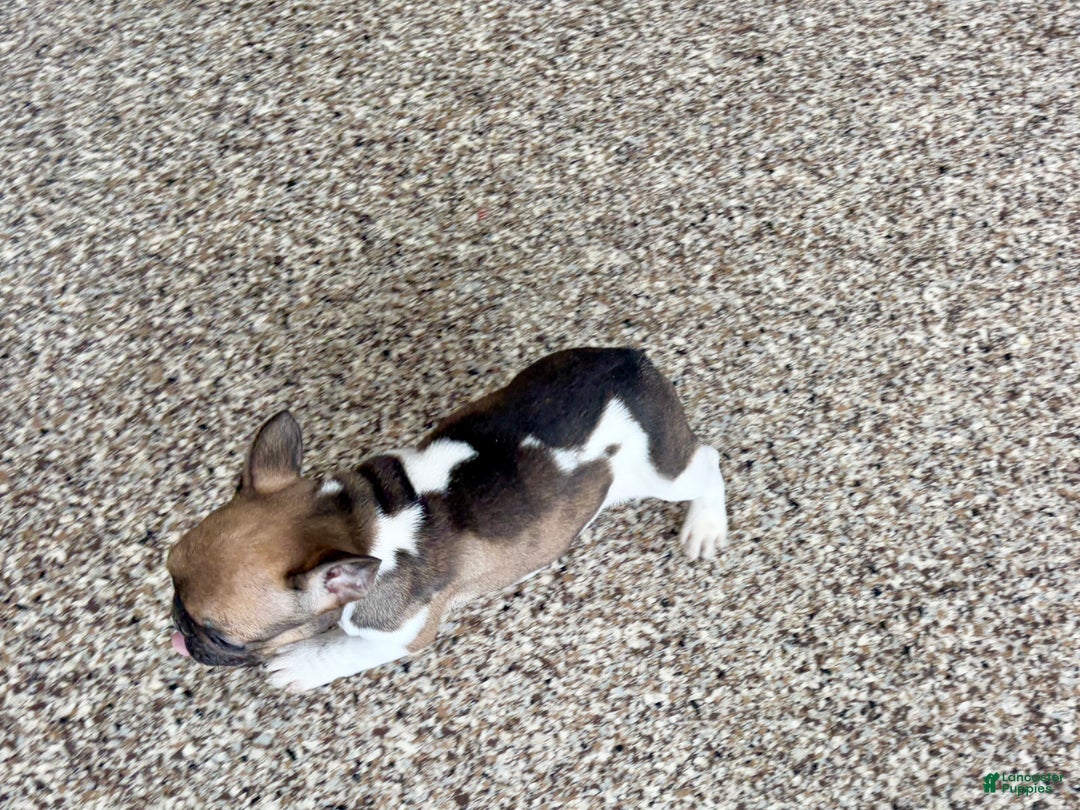 French Bulldog dogs for sale: French Bulldog Puppy 2 - Ad 11