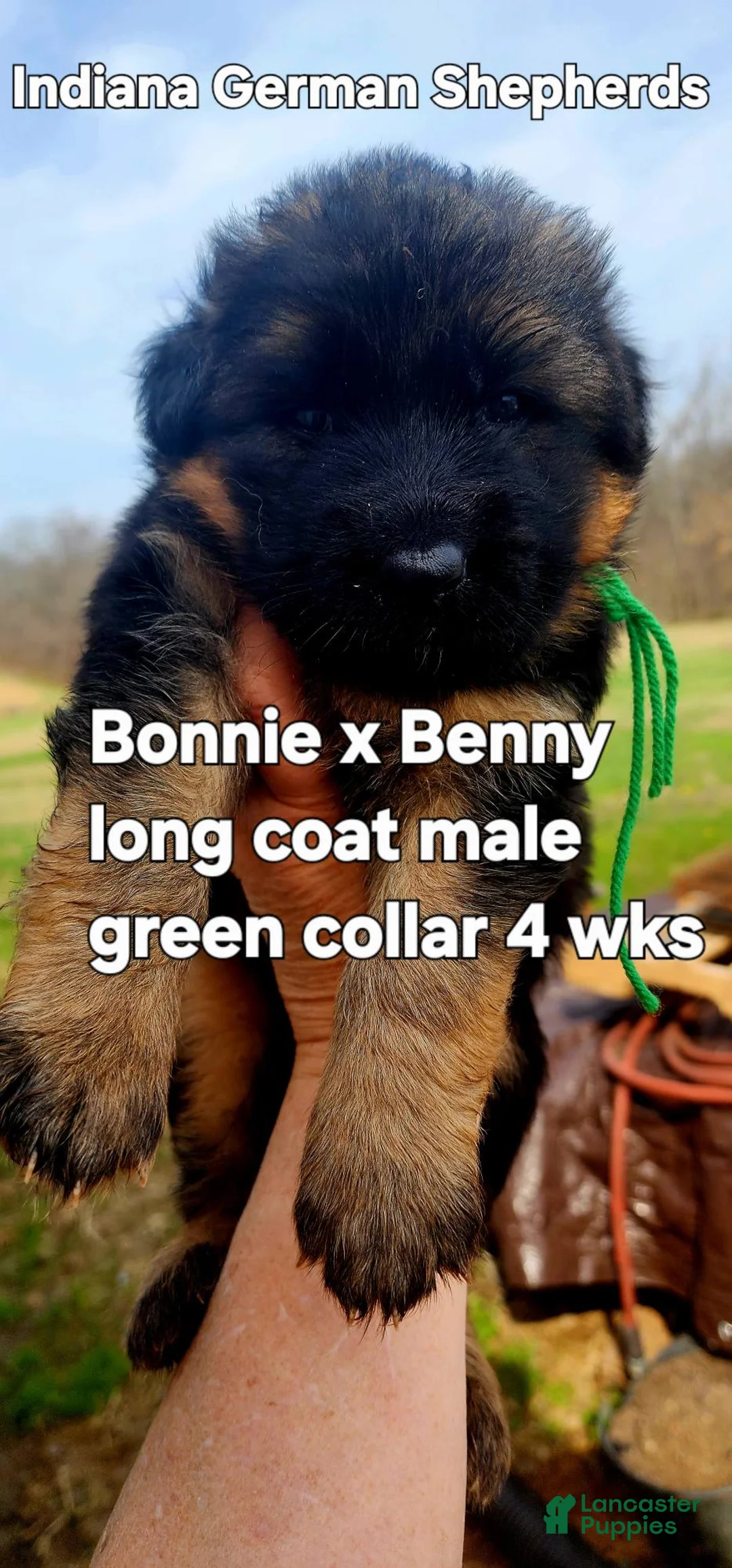 German Shepherd dogs for sale: German Shepherd Puppy 2 - Ad 1