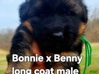 German Shepherd dogs German Shepherd Puppy 2 - Ad 36