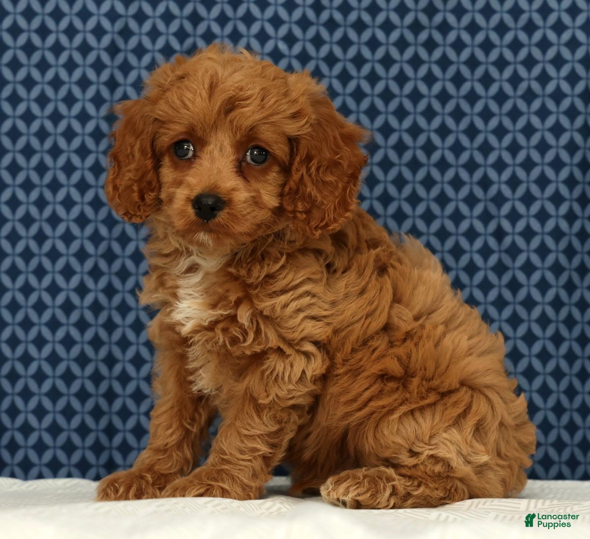 Cockapoo dogs Milo - Ad 1