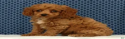 Cockapoo dogs for sale: Milo - Ad 1