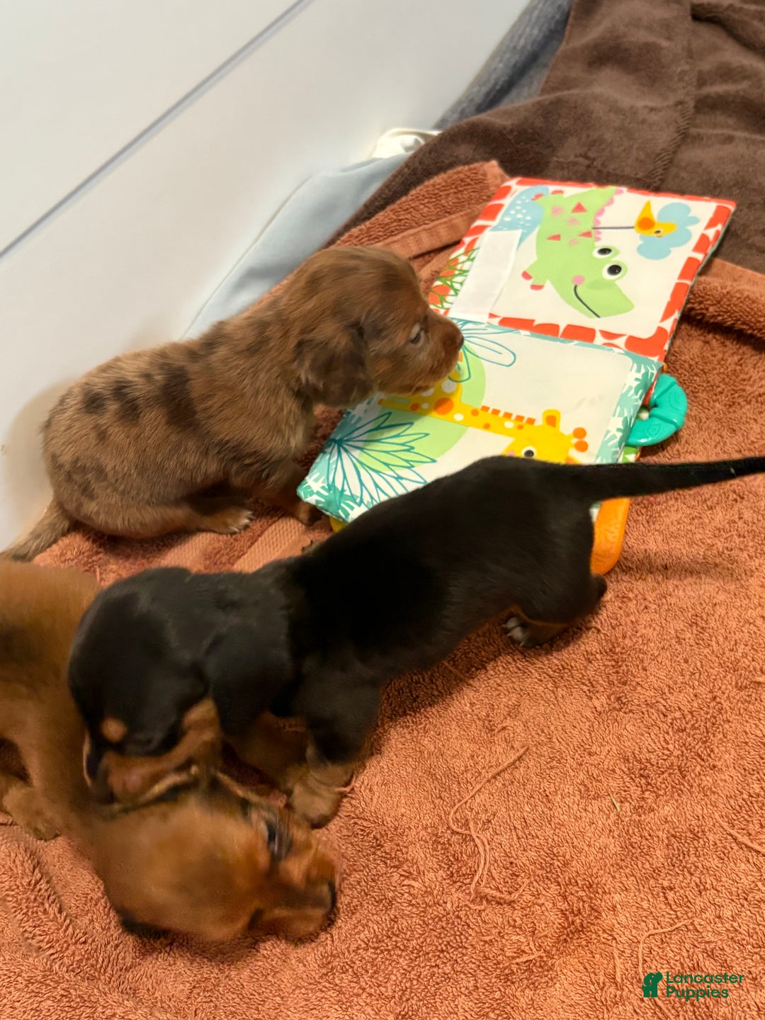 Dachshund dogs for sale: Dachshund Puppy 1 - Ad 3