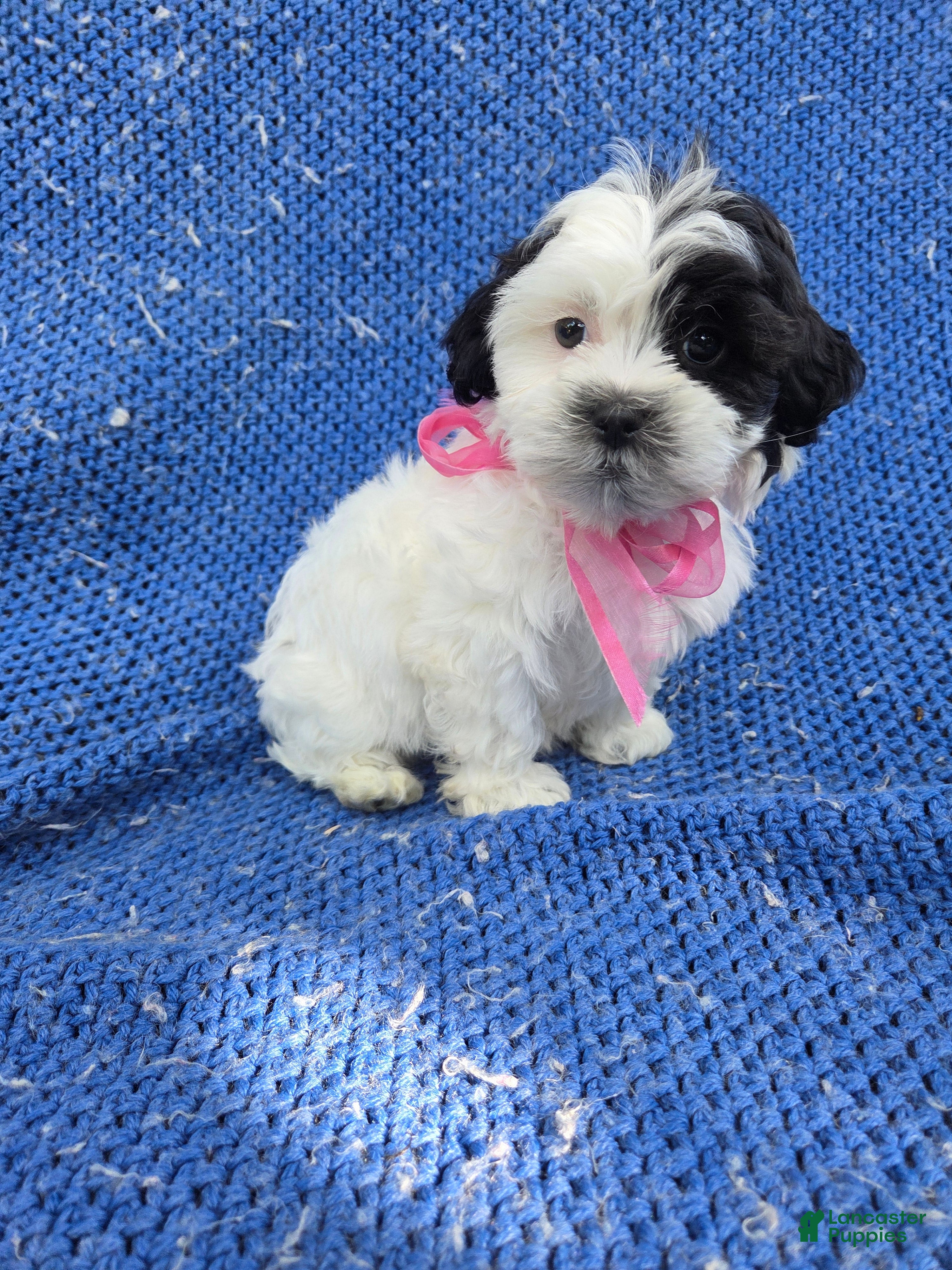 Malshi dogs Faith - Ad 4