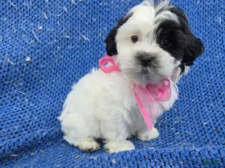 Malshi dogs Faith - Ad 3