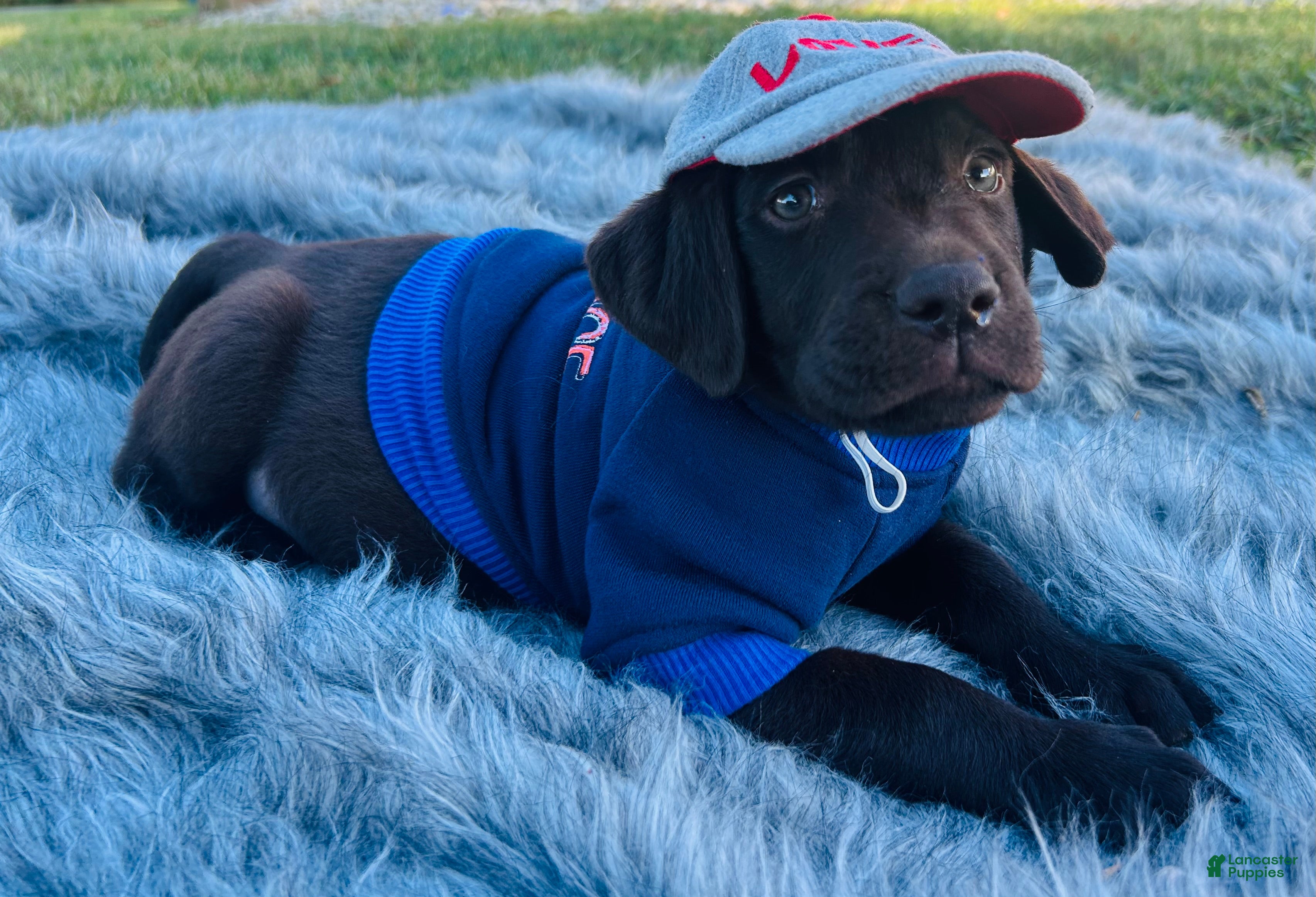 Labrador Retriever dogs Labrador Retriever sage design - Ad 2