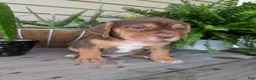 Beabull dogs for sale: Gus - Ad 9