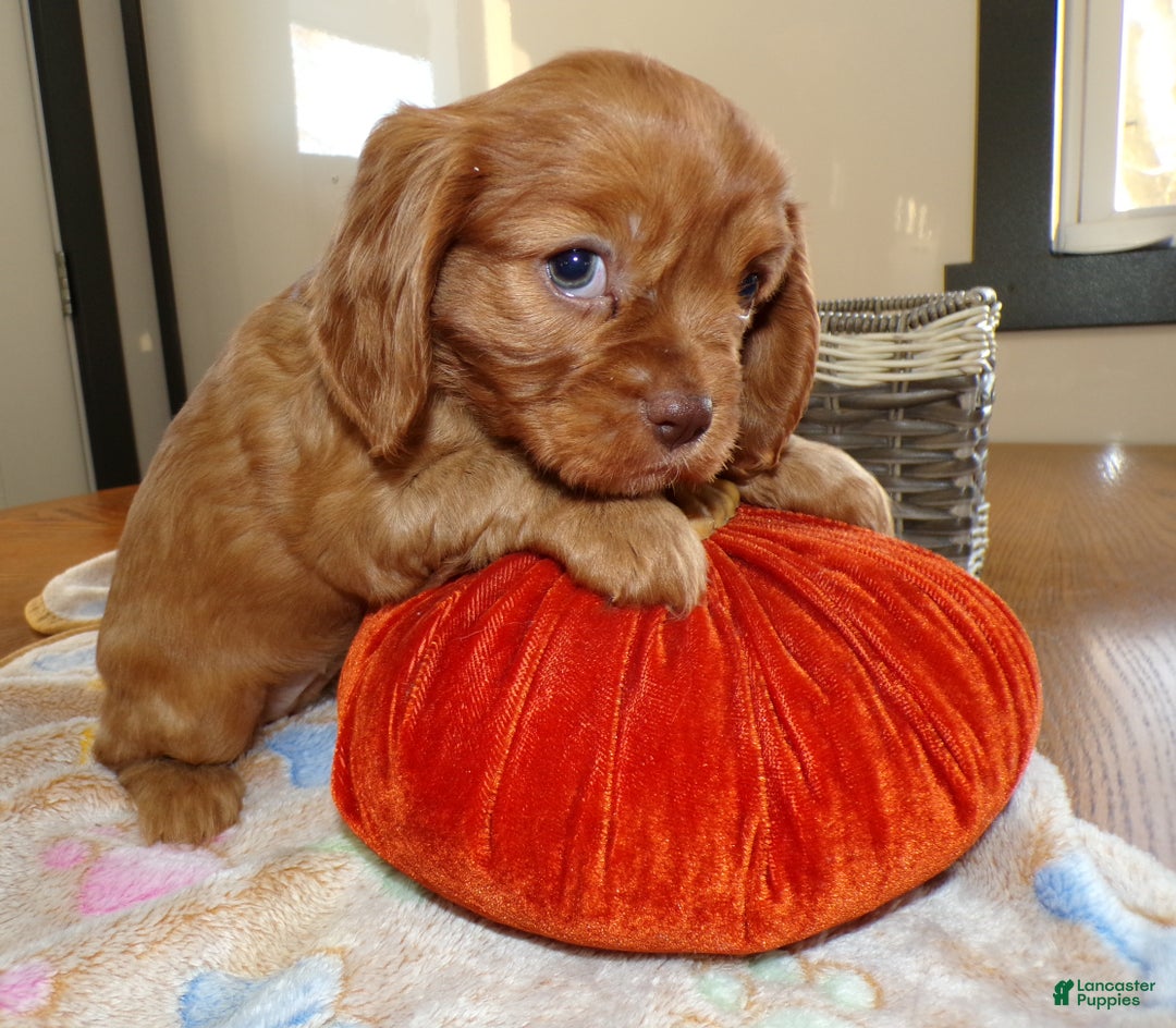 Cavalier King Charles Spaniel dogs for sale: Cavalier King Charles Spaniel Puppy 1 - Ad 1