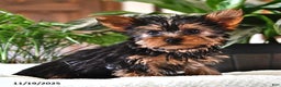 Yorkshire Terrier dogs for sale: Pepper - Ad 1