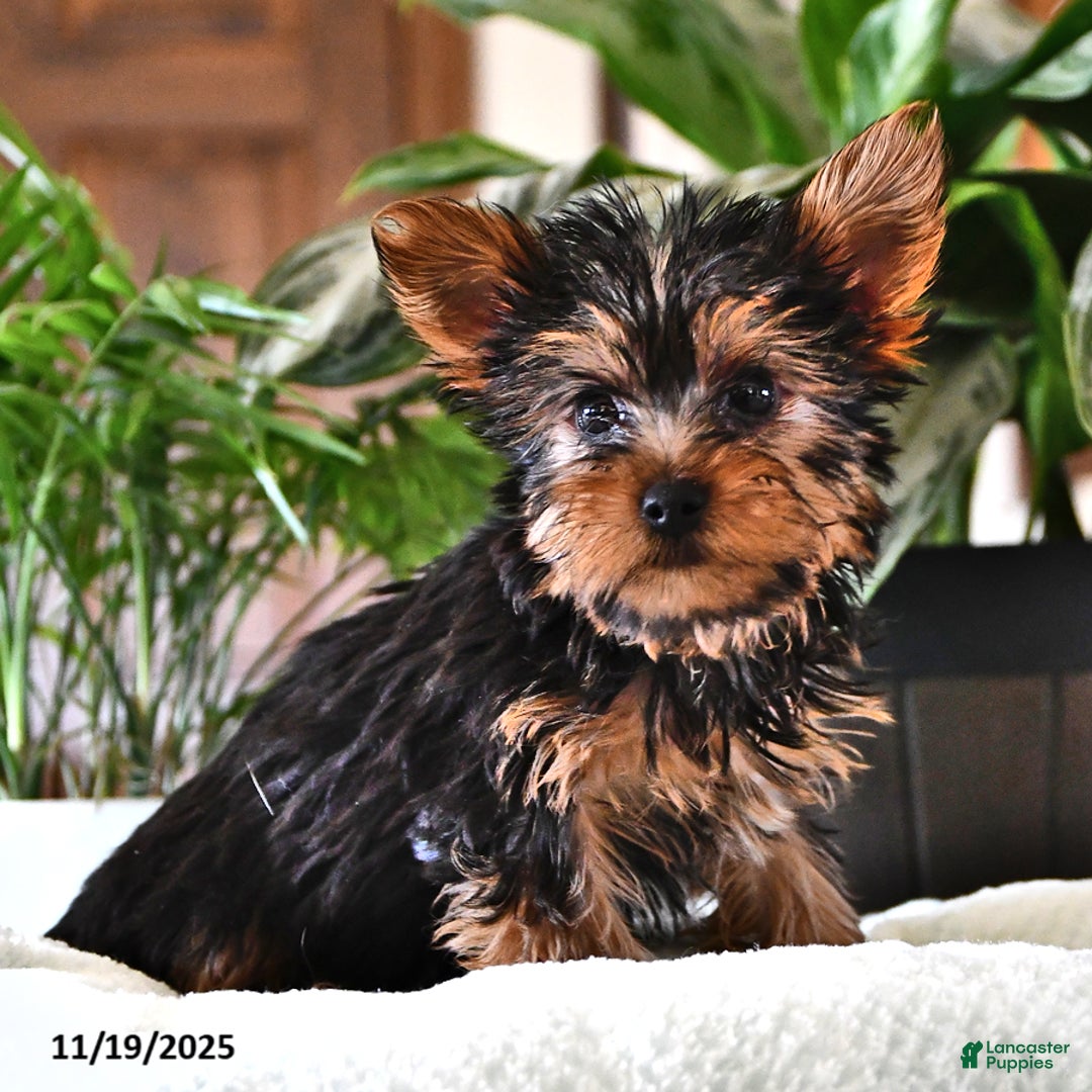 Yorkshire Terrier dogs for sale: Pepper - Ad 1