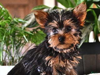 Yorkshire Terrier dogs Pepper - Ad 10