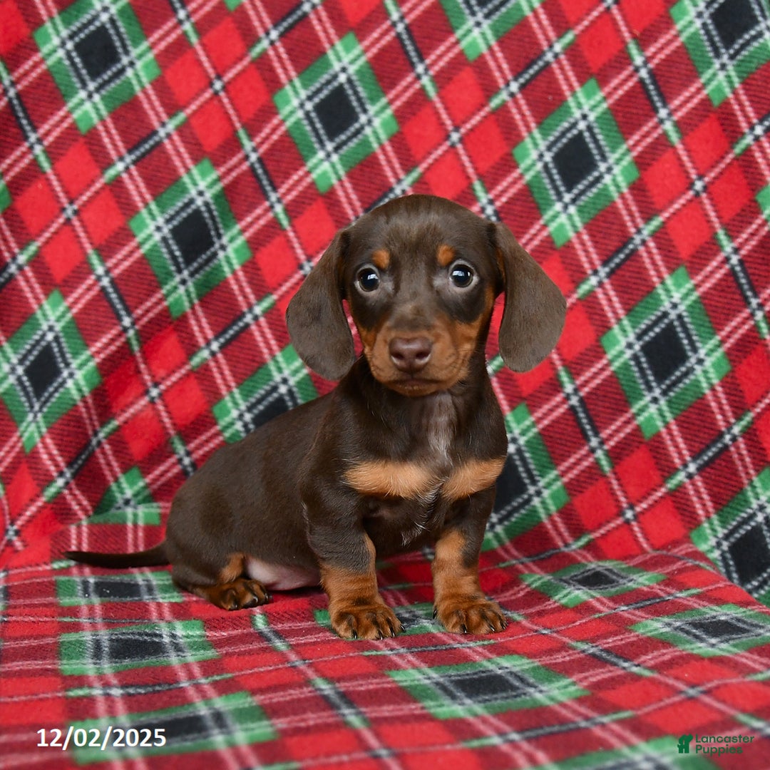 Miniature Dachshund dogs for sale: Ivy - Ad 4