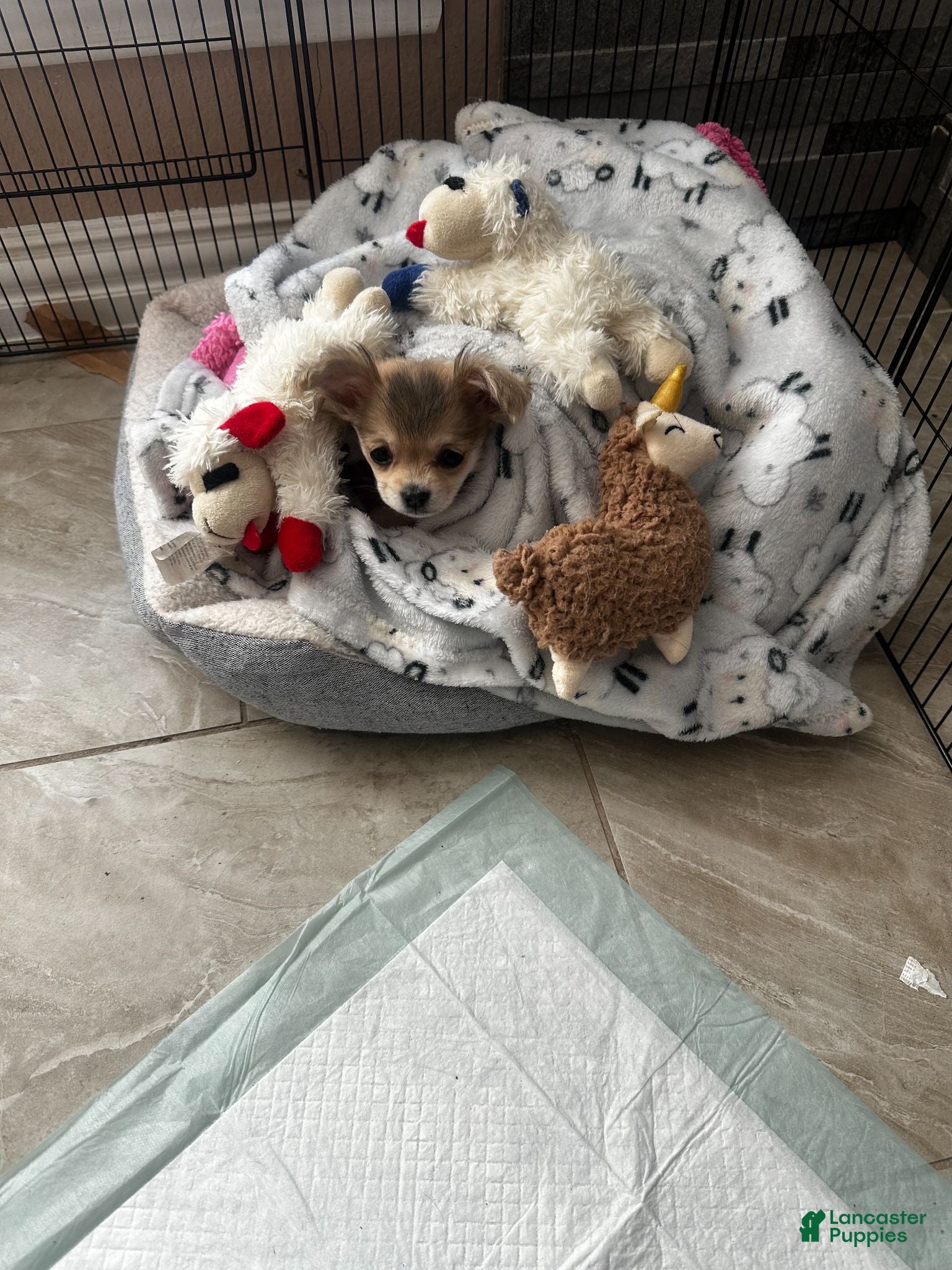 Chihuahua dogs Chihuahua 1 - Ad 5